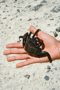 lajares-villaverde-la-oliva